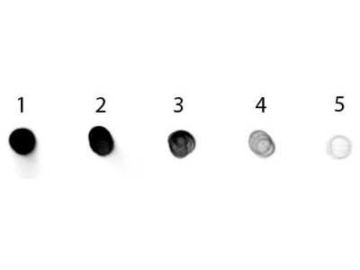 Dot Blot: Rabbit anti-Canine IgG Fc Secondary Antibody [Alkaline Phosphatase] [NBP1-72647] - Antigen: Dog IgG. Load: Lane 1 - 200 ng Lane 2 - 66.7 ng Lane 3 - 22.2 ng Lane 4 - 7.41 ng Lane 5 - 2.47 ng. Primary antibody: n/a. Secondary antibody: Rabbit anti-Dog IgG Fc Antibody Alkaline Phosphatase Conjugated at 1:1,000 for 1 HR at RT. Blocked with blocking buffer for 60 min at RT.